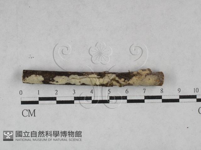 登錄號:F0028425藏品圖，第1張