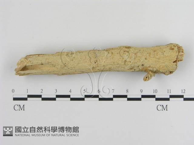 登錄號:F0020425藏品圖，第1張
