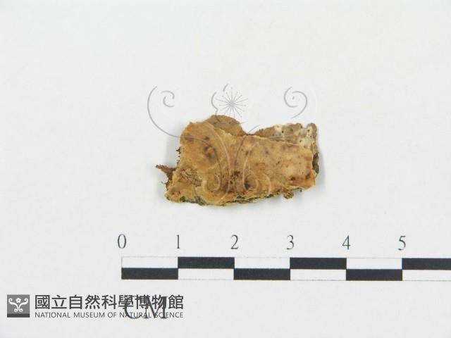 登錄號:F0000425藏品圖，第1張