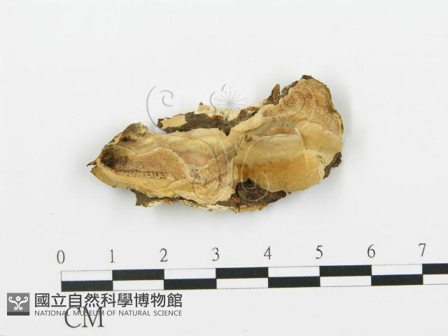 登錄號:F0006425藏品圖，第1張