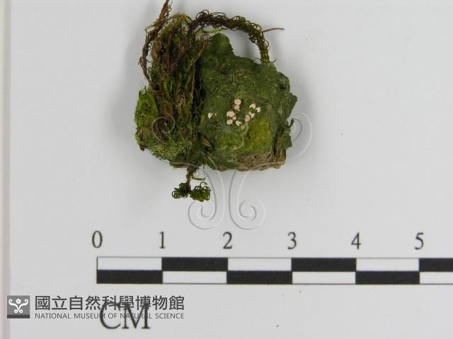登錄號:F0021425藏品圖，第1張