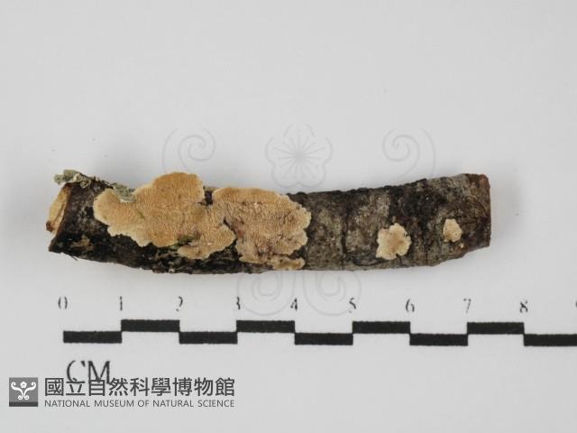 齒耳菌屬藏品圖，第1張