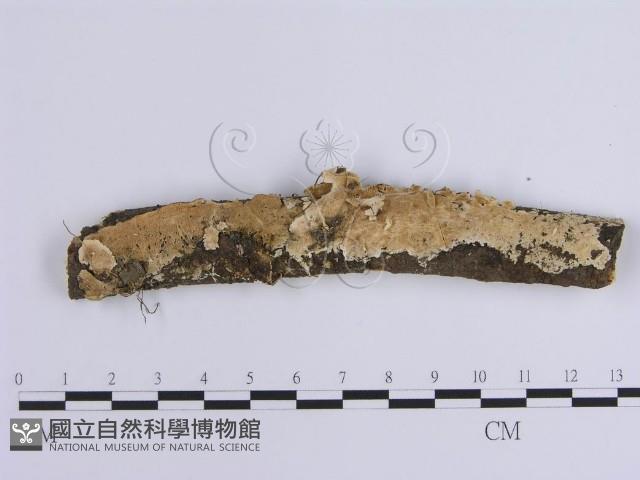 齒耳菌屬藏品圖，第1張