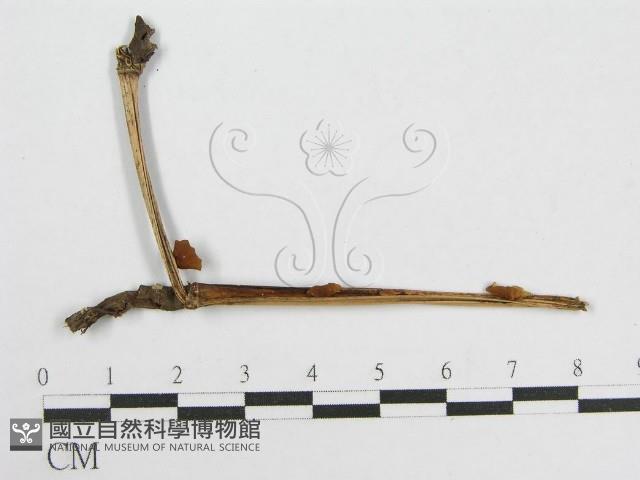 微皮傘屬藏品圖，第1張