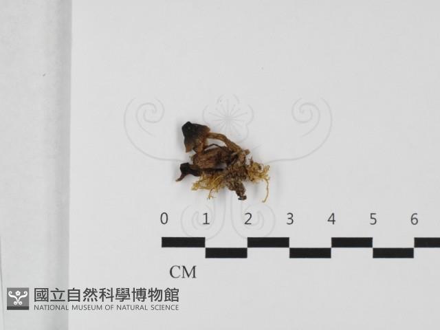 登錄號:F0032425藏品圖，第1張