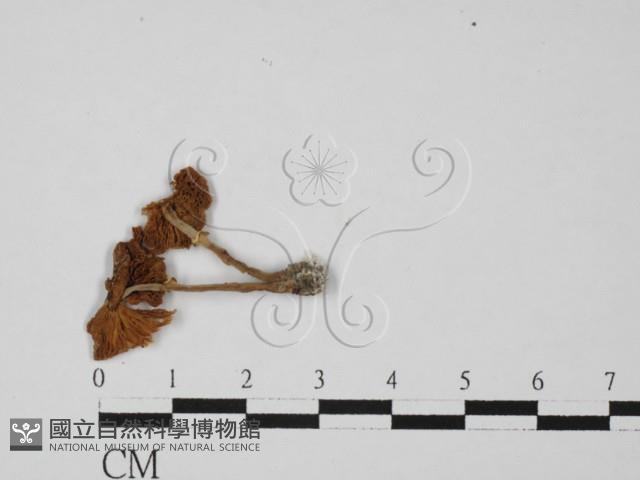 登錄號:F0027425藏品圖，第1張