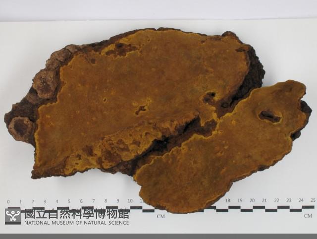 桑黃藏品圖，第2張