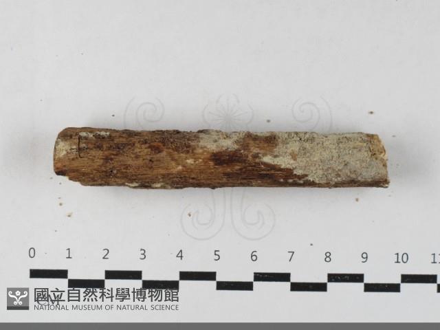 絲齒菌屬藏品圖，第1張