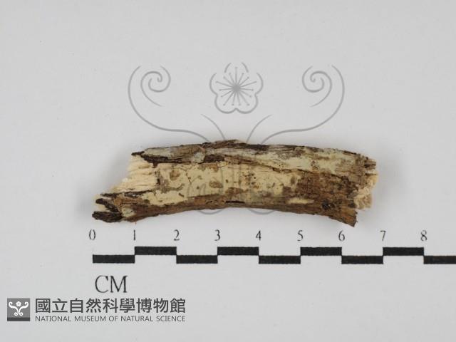 登錄號:F0008725藏品圖，第1張