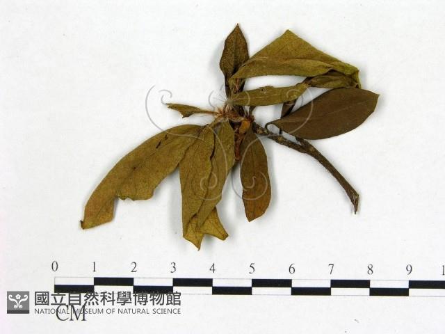 登錄號:F0020725藏品圖，第1張
