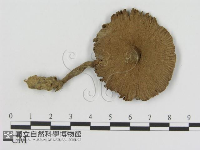 登錄號:F0010725藏品圖，第1張