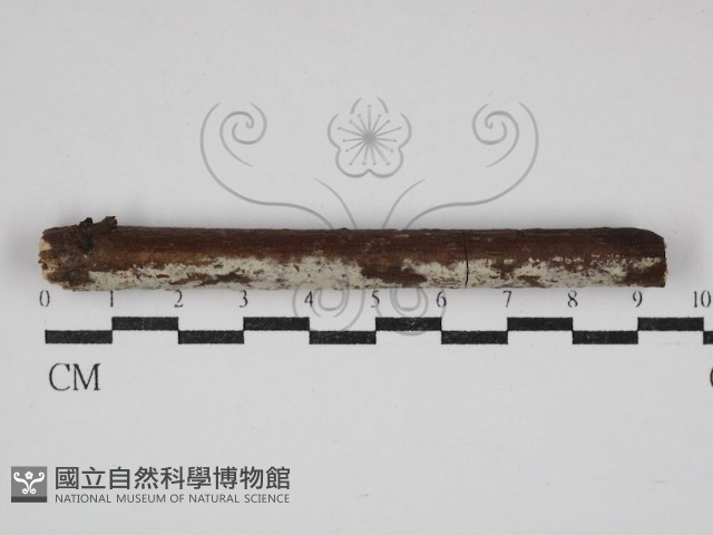 冇骨消絲齒菌藏品圖，第1張