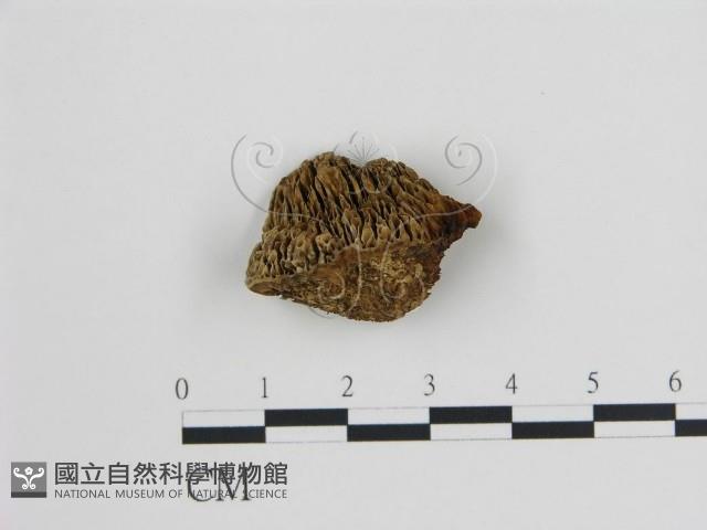 登錄號:F0006725藏品圖，第1張