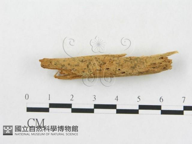 登錄號:F0016725藏品圖，第1張