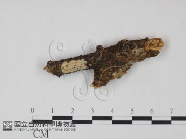 登錄號:F0021725藏品圖，第1張