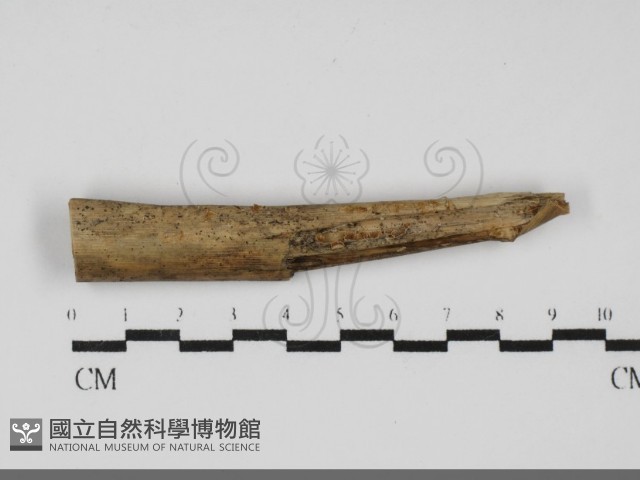 登錄號:F0031725藏品圖，第1張