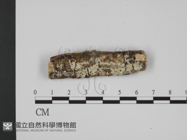 冇骨消絲齒菌藏品圖，第1張