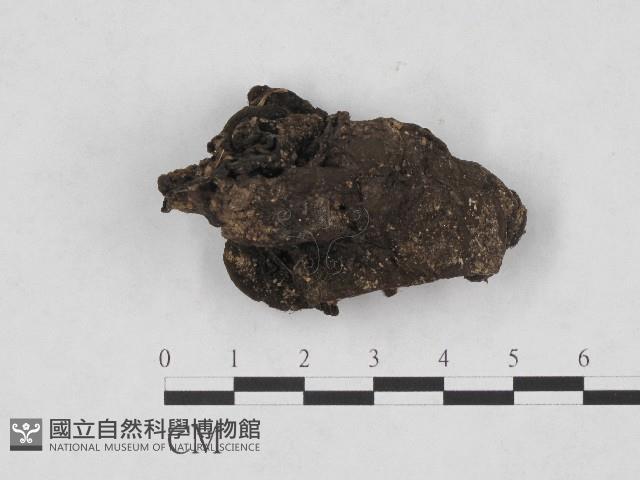 登錄號:F0004725藏品圖，第1張