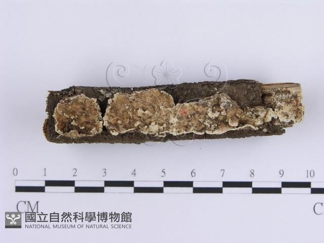 登錄號:F0014725藏品圖，第1張