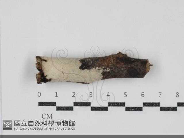 登錄號:F0034725藏品圖，第1張