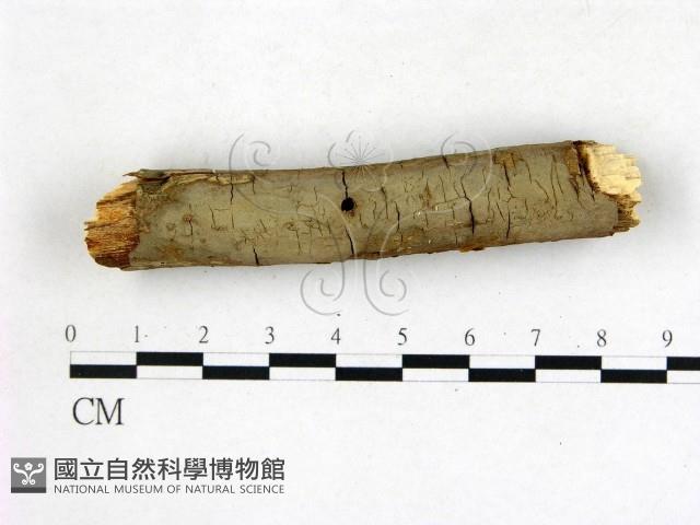 刺革菌屬藏品圖，第1張