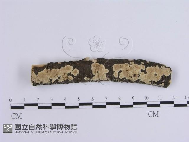 Accession Number:F0002725 Collection Image, Figure 1, Total 3 Figures