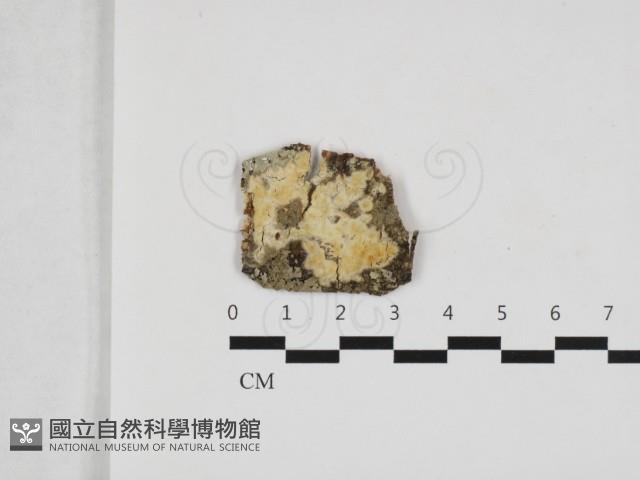 擬筍殼菌屬藏品圖，第1張