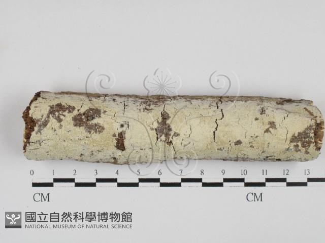 絲齒菌屬藏品圖，第1張