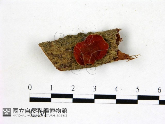登錄號:F0007725藏品圖，第1張