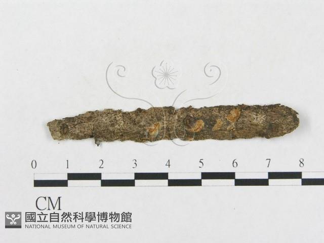 登錄號:F0017725藏品圖，第1張