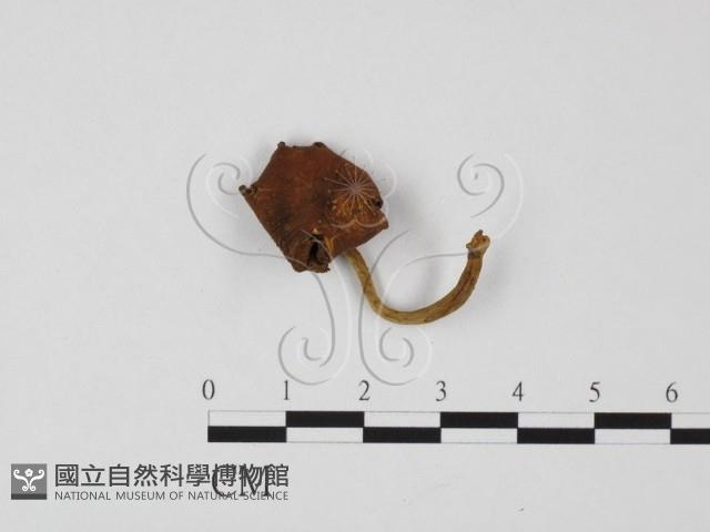 登錄號:F0025725藏品圖，第1張