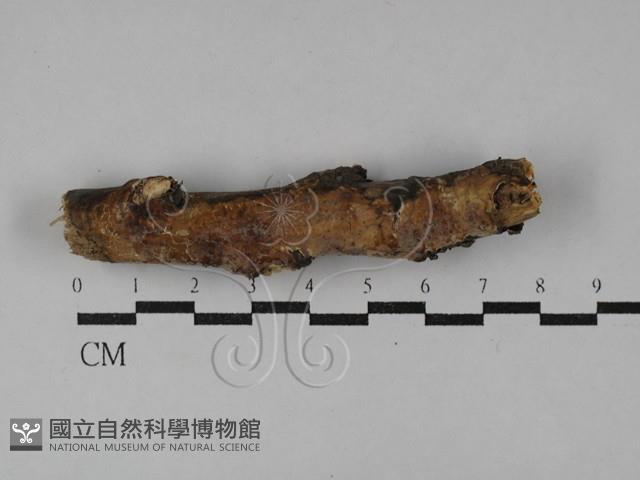 登錄號:F0029725藏品圖，第1張