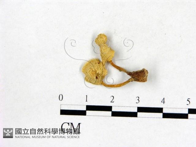 登錄號:F0009725藏品圖，第1張