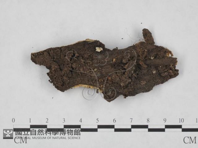 登錄號:F0019725藏品圖，第1張