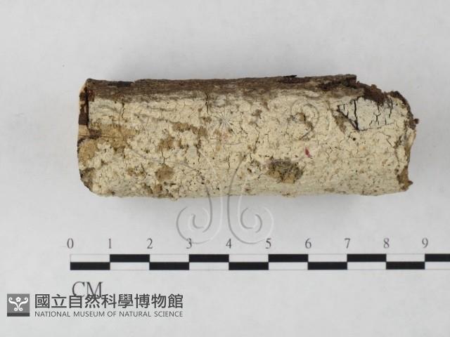 絲齒菌屬藏品圖，第1張
