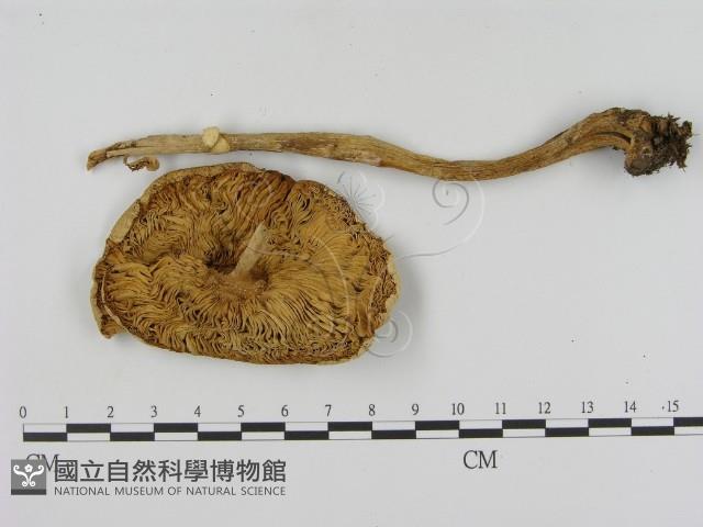 登錄號:F0003725藏品圖，第1張