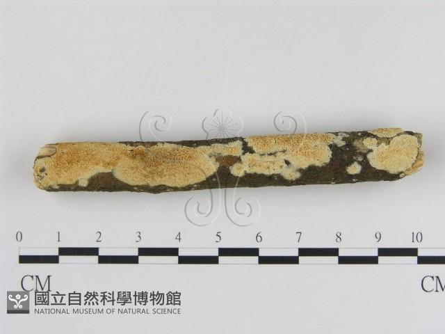 登錄號:F0013725藏品圖，第1張