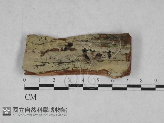 登錄號:F0028525藏品圖，第1張