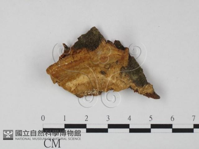 登錄號:F0020525藏品圖，第1張