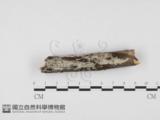 登錄號:F0000525藏品圖，第1張
