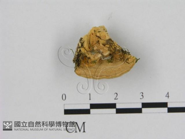 登錄號:F0006525藏品圖，第1張