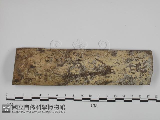 登錄號:F0001525藏品圖，第1張