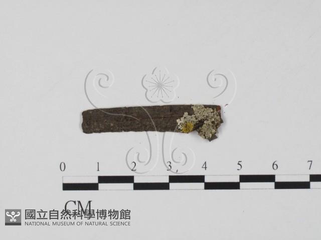 登錄號:F0011525藏品圖，第1張