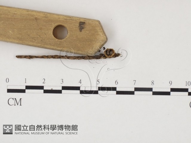 糞生黑蛋巢菌藏品圖，第1張