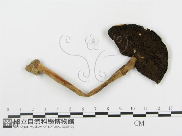 登錄號:F0014525藏品圖，第1張