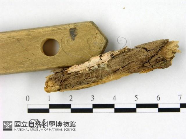 蠟孔菌屬藏品圖，第1張