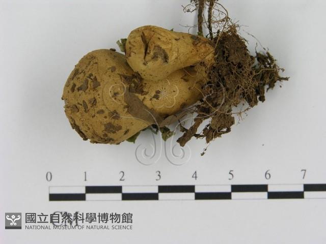 登錄號:F0012525藏品圖，第1張