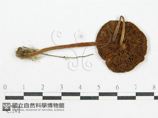 登錄號:F0007525藏品圖，第1張