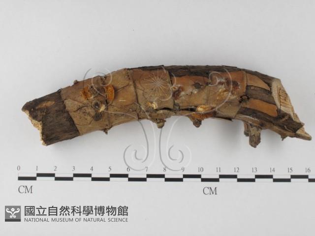 登錄號:F0005525藏品圖，第1張