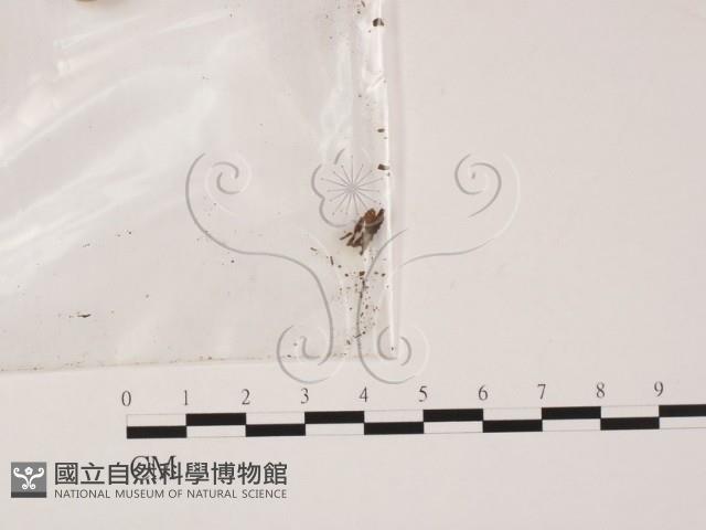 登錄號:F0015525藏品圖，第1張